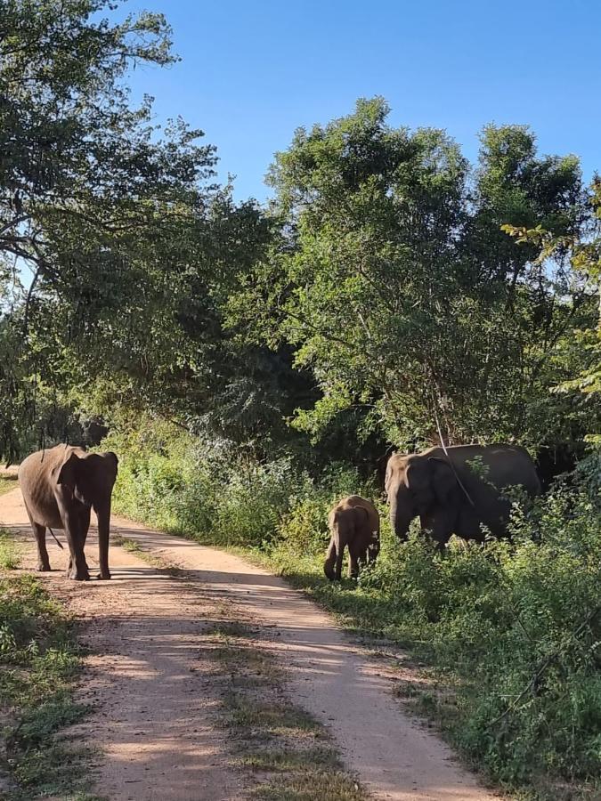 Elephant Paradise Safari Bungalow 达瓦拉维 外观 照片