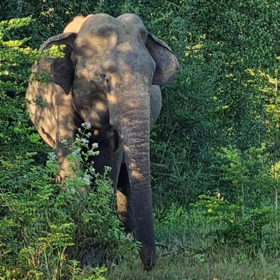 Elephant Paradise Safari Bungalow 达瓦拉维 外观 照片