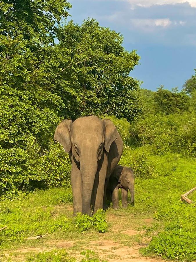 Elephant Paradise Safari Bungalow 达瓦拉维 外观 照片