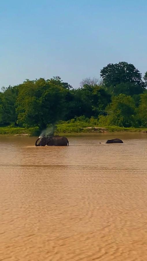 Elephant Paradise Safari Bungalow 达瓦拉维 外观 照片