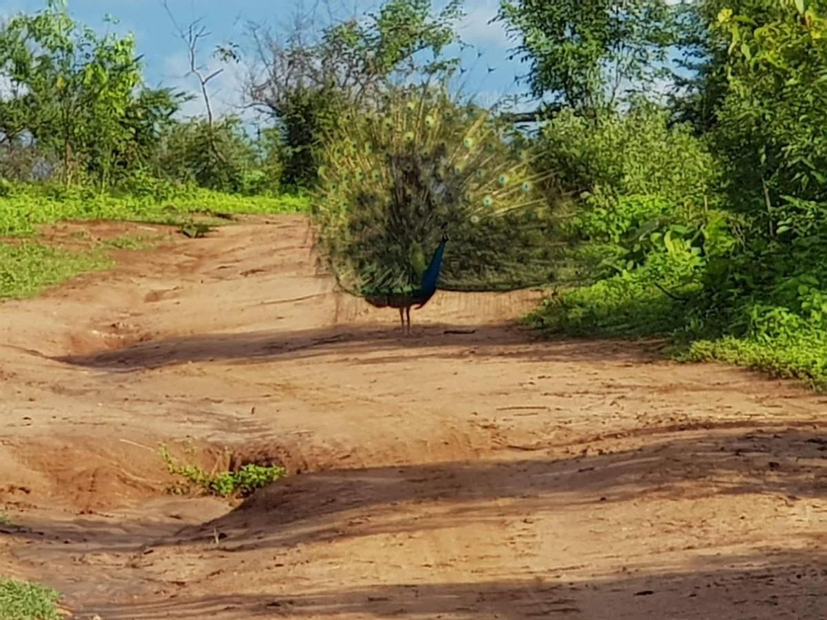 Elephant Paradise Safari Bungalow 达瓦拉维 外观 照片