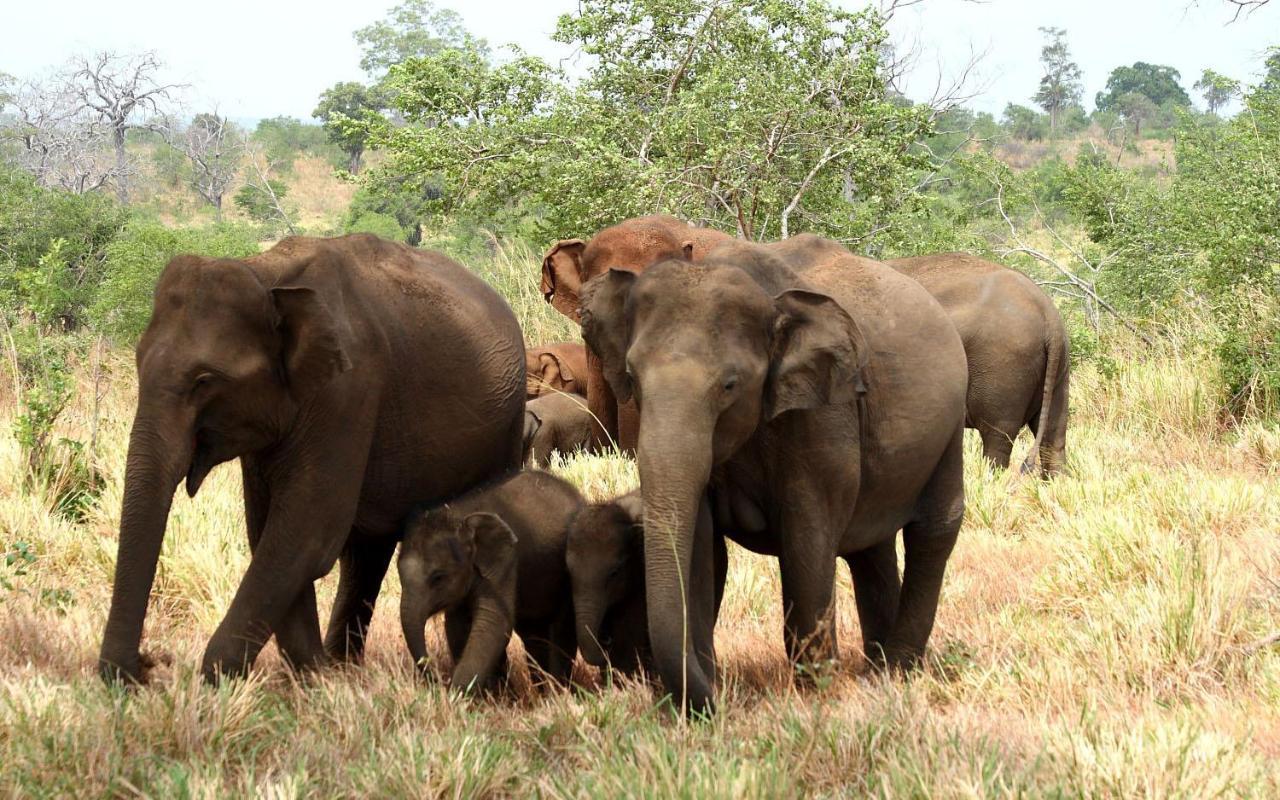 Elephant Paradise Safari Bungalow 达瓦拉维 外观 照片