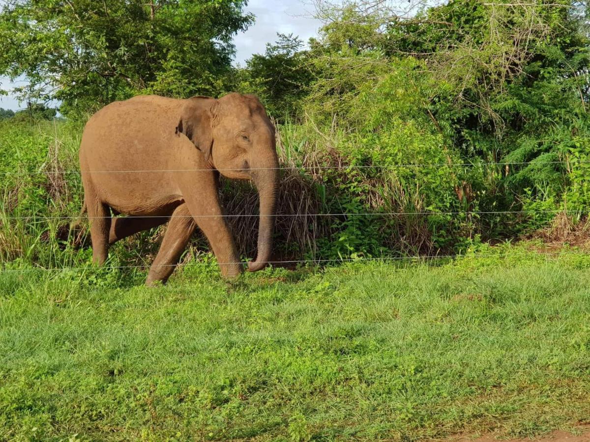 Elephant Paradise Safari Bungalow 达瓦拉维 外观 照片