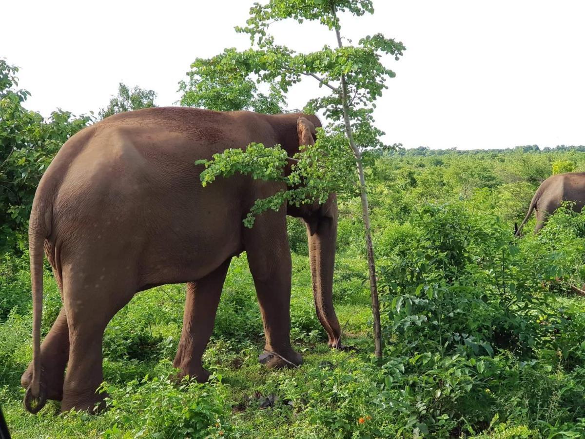 Elephant Paradise Safari Bungalow 达瓦拉维 外观 照片